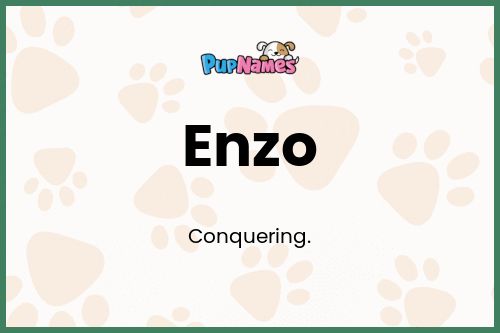 Enzo dog name meaning