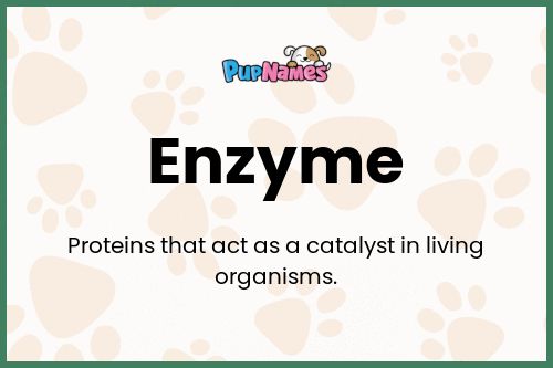 Enzyme dog name meaning