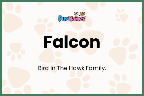 Falcon dog name meaning