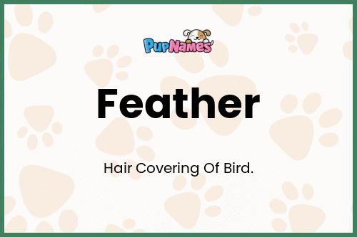 Feather dog name meaning