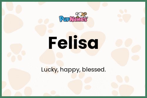 Felisa dog name meaning