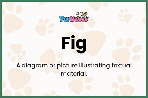 Fig dog name meaning