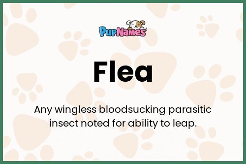 Flea dog name meaning