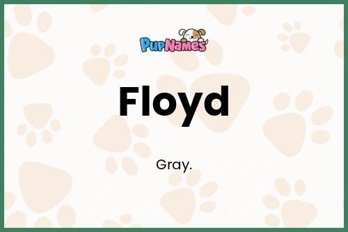Floyd dog name meaning