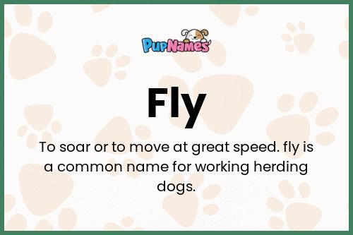 Fly dog name meaning