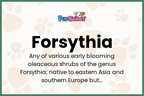 Forsythia dog name meaning