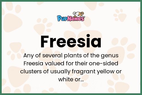 Freesia dog name meaning