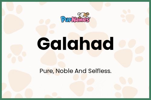 Galahad dog name meaning