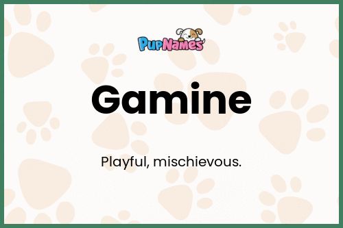 Gamine dog name meaning