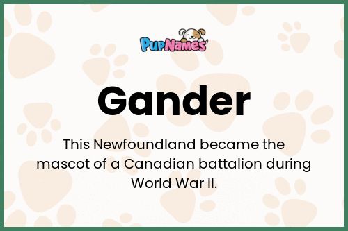 Gander dog name meaning