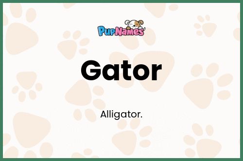 Gator dog name meaning