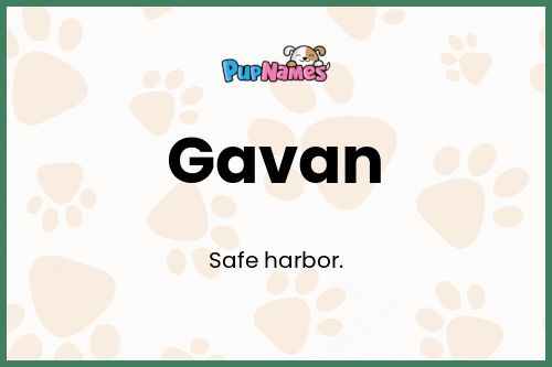 Gavan dog name meaning