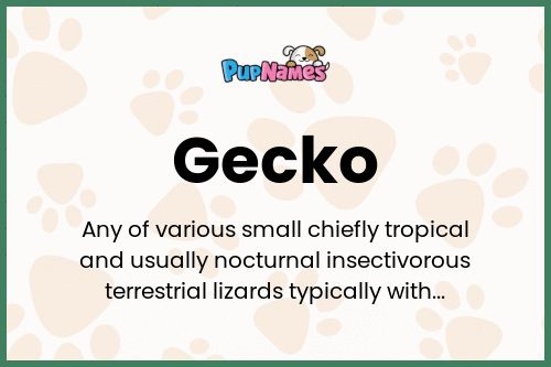 Gecko dog name meaning