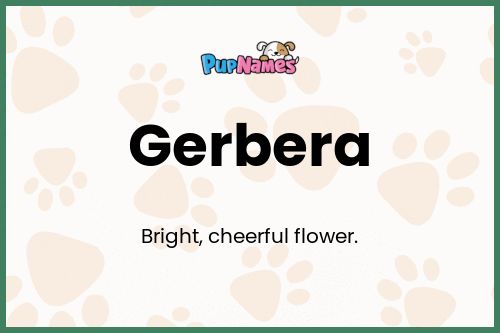 Gerbera dog name meaning