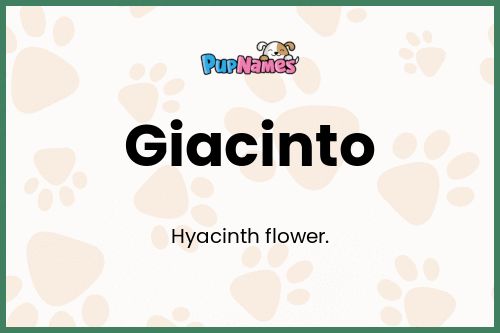 Giacinto dog name meaning
