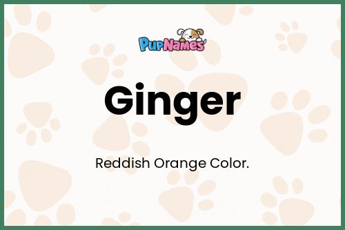 Ginger dog name meaning