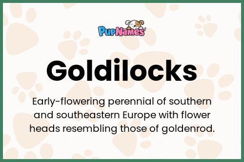 Goldilocks dog name meaning