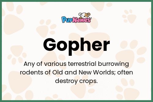 Gopher dog name meaning