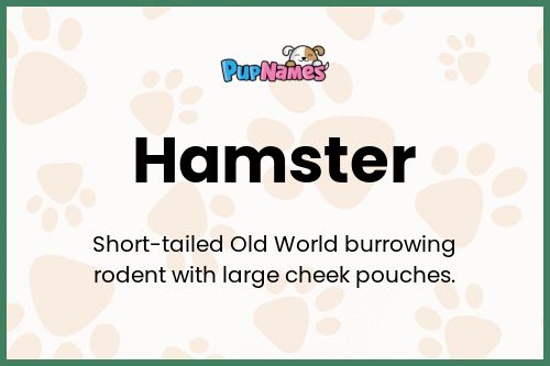 Hamster dog name meaning