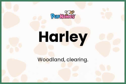 Harley dog name meaning