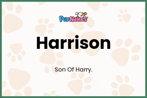 Harrison dog name meaning
