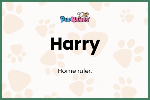 Harry dog name meaning