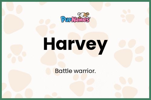 Harvey dog name meaning