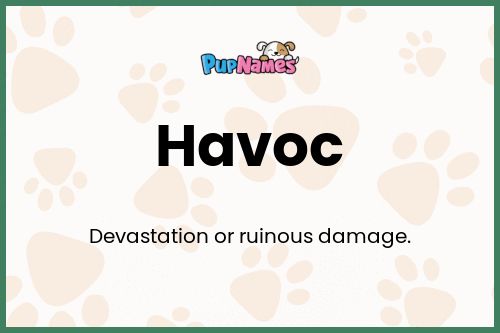 Havoc dog name meaning