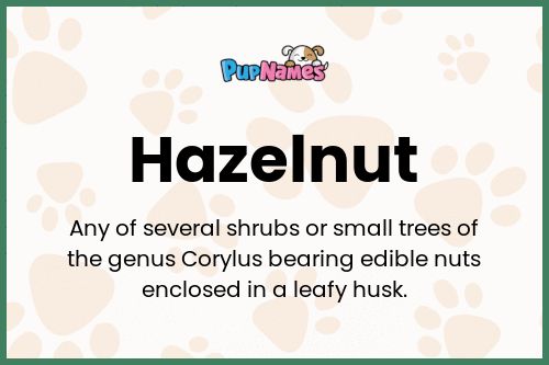 Hazelnut dog name meaning