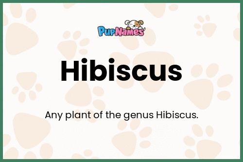 Hibiscus dog name meaning