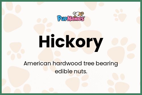 Hickory dog name meaning