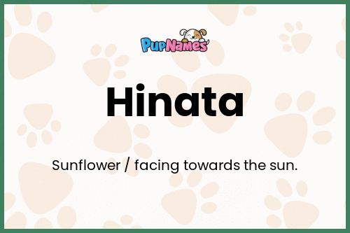 Hinata dog name meaning