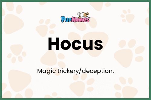 Hocus dog name meaning