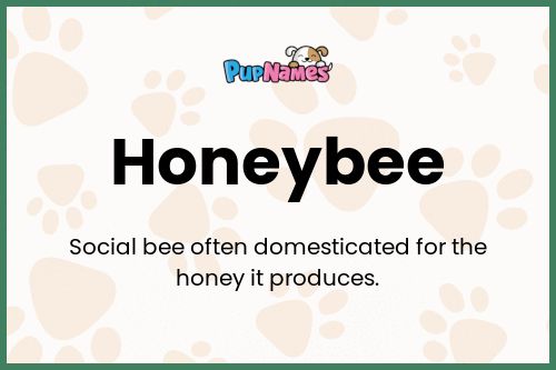 Honeybee dog name meaning