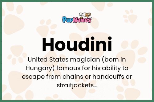 Houdini dog name meaning