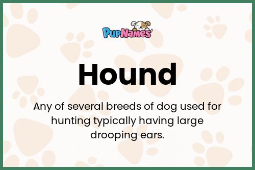 Hound dog name meaning