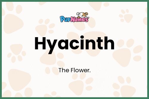 Hyacinth dog name meaning