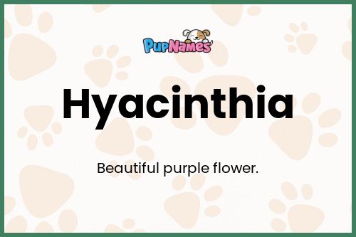 Hyacinthia dog name meaning
