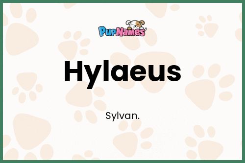 Hylaeus dog name meaning