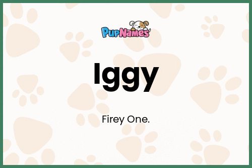 Iggy dog name meaning