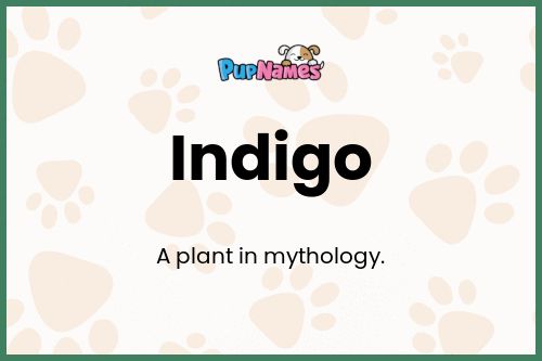 Indigo dog name meaning