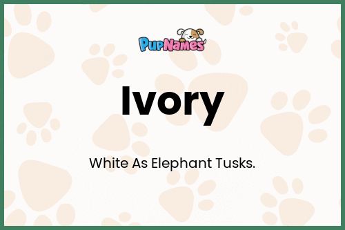 Ivory dog name meaning