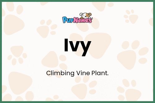 Ivy dog name meaning