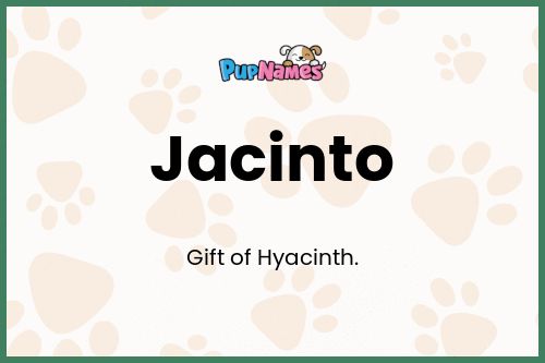 Jacinto dog name meaning