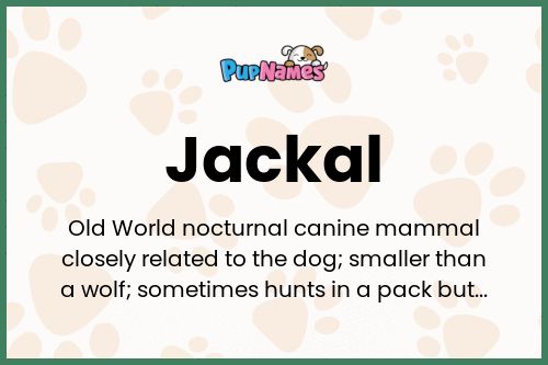 Jackal dog name meaning