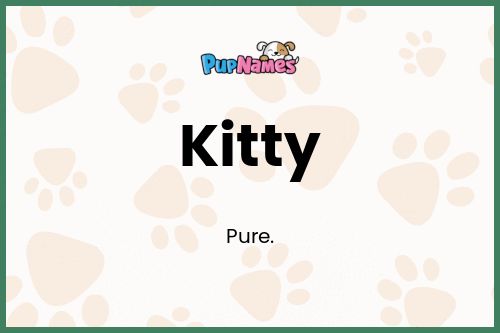 Kitty dog name meaning