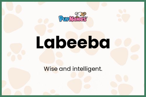 Labeeba dog name meaning