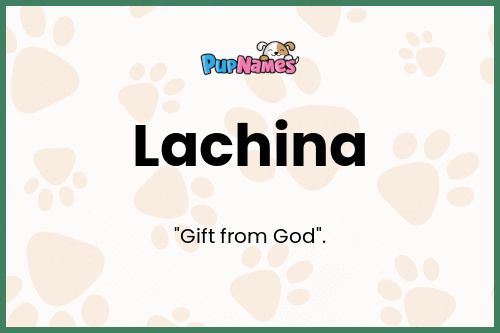 Lachina dog name meaning