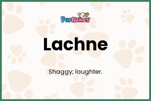 Lachne dog name meaning