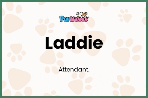 Laddie dog name meaning